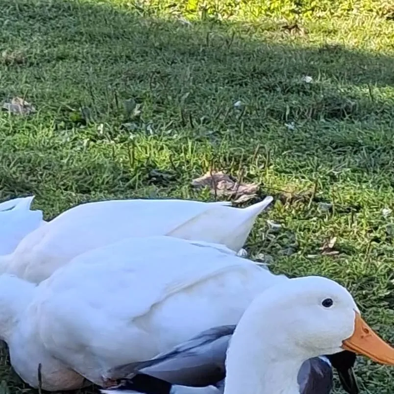 chat with ai character: Vampire? 