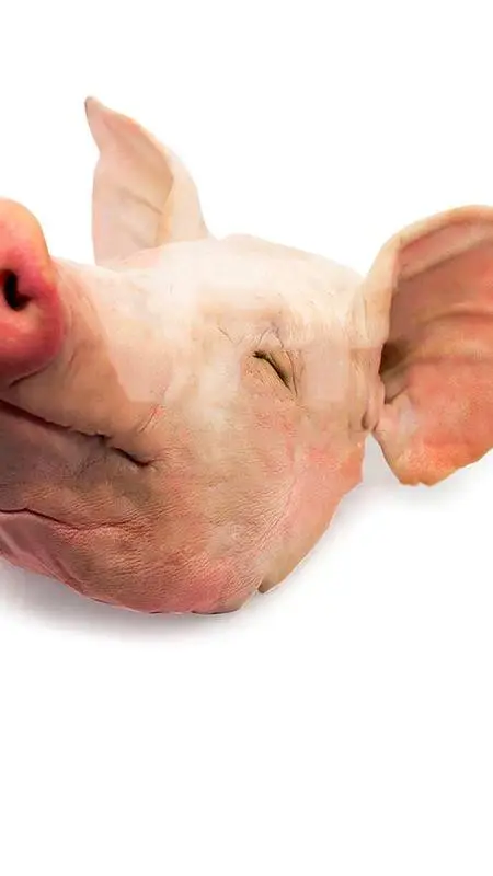 ai character: Peppa background