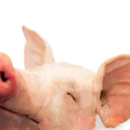 chat with ai character: Peppa