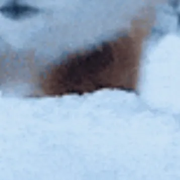 chat with ai character: Your pet fox