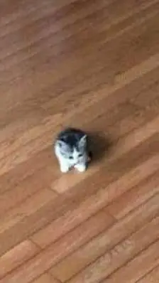 ai character: kitty. background