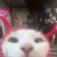 chat with ai character: я Ꭼ 𝖖 u 𝑒 ʂ ᴛ ｓ