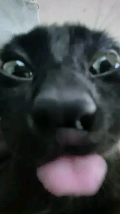 ai character: 𝙚𝙫𝙞𝙡 𝘬𝘪𝘵𝘵𝘺.  background