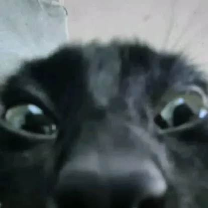 chat with ai character: 𝙚𝙫𝙞𝙡 𝘬𝘪𝘵𝘵𝘺. 