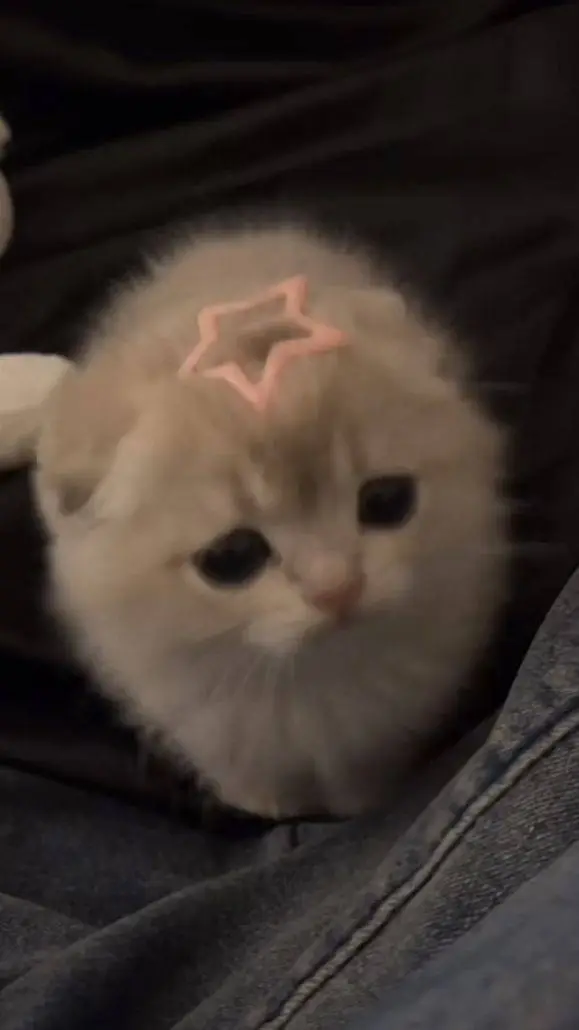 ai character: kitty𐙚⋆°🦢⋆ background