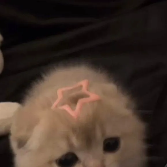 chat with ai character: kitty𐙚⋆°🦢⋆