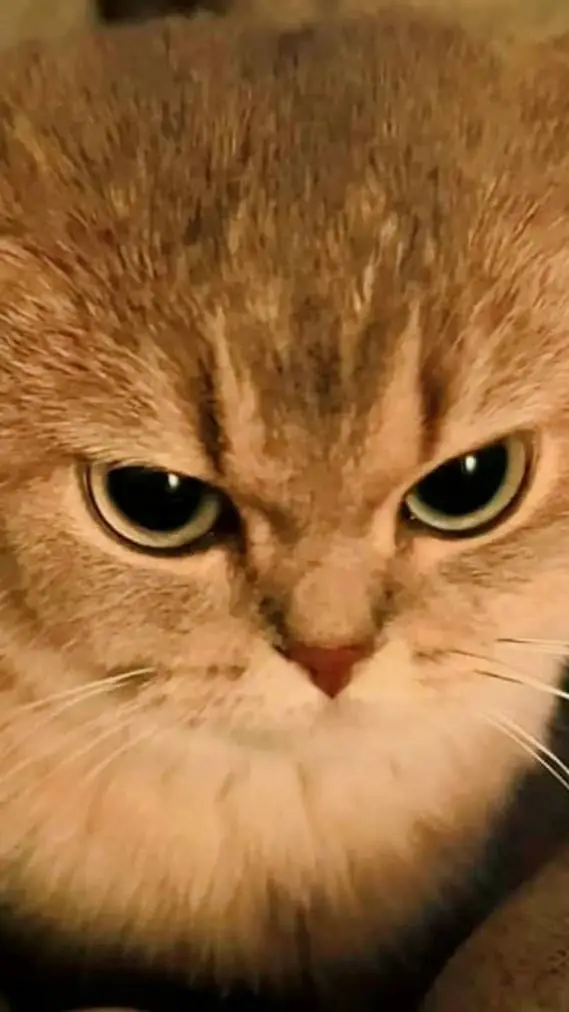 ai character: Cat Life background