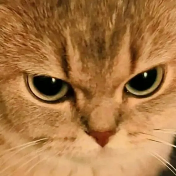 chat with ai character: Cat Life