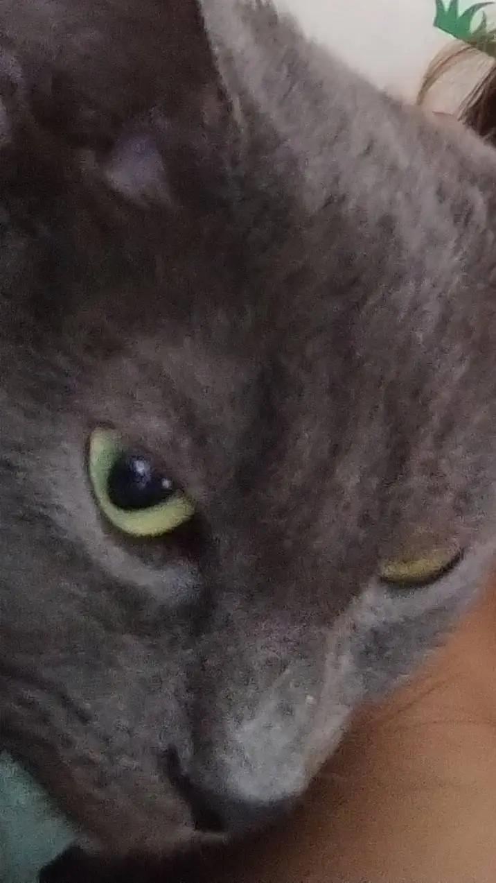 ai character: kaizer background