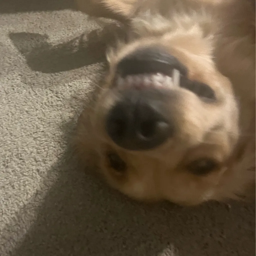 chat with ai character: Uzui 4th wife 2 