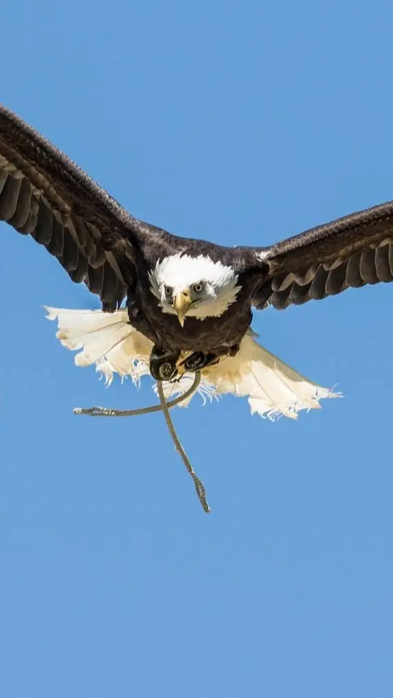 ai character: egales background