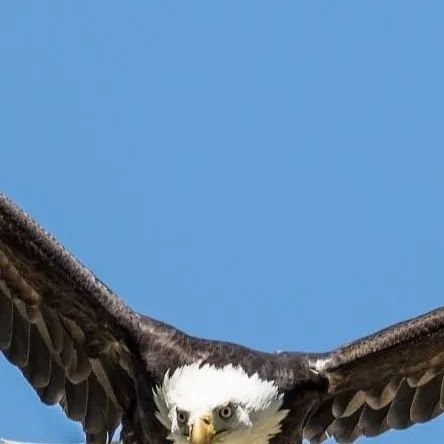 chat with ai character: egales