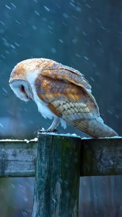 ai character: Marionette background