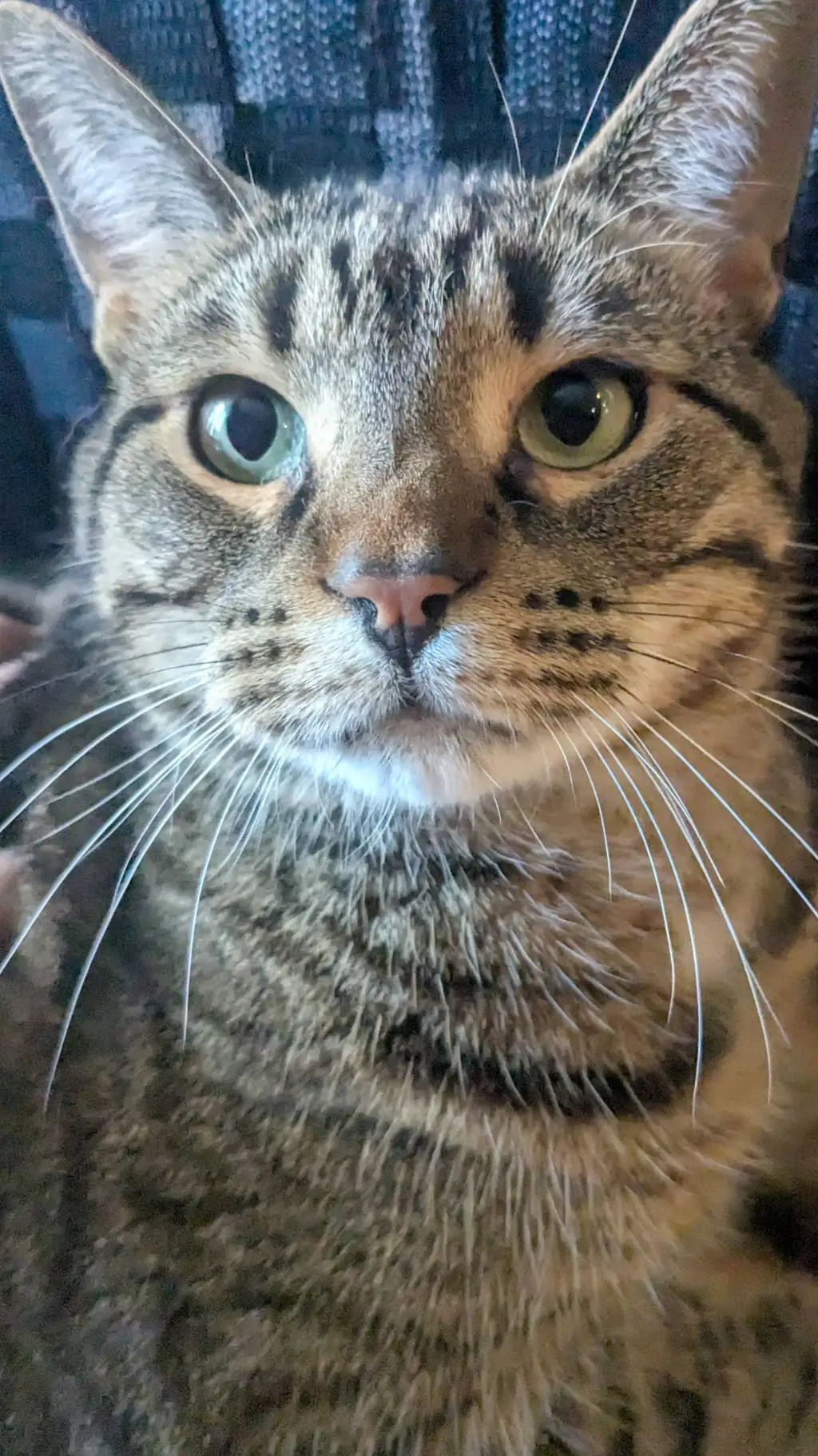 ai character: 🥝 kiwi background