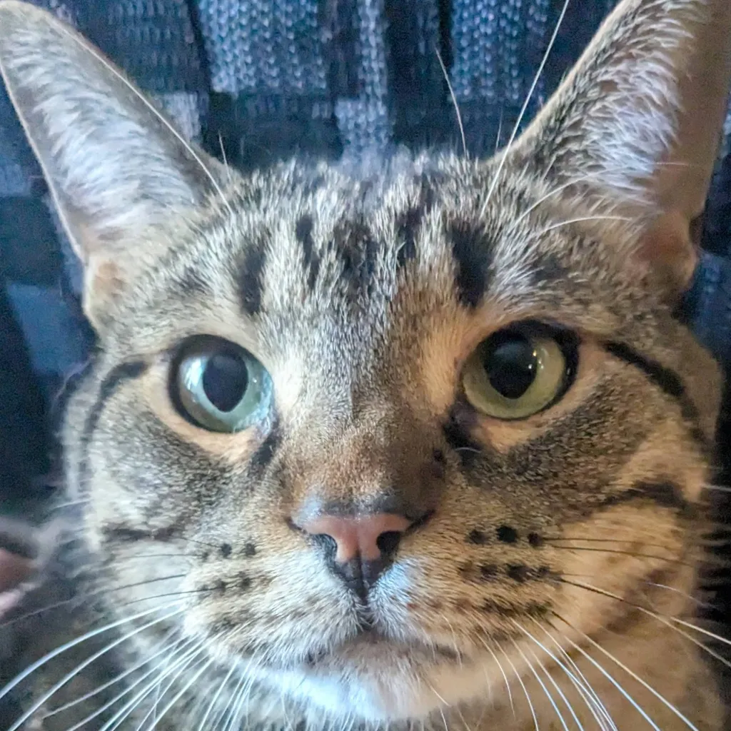 chat with ai character: 🥝 kiwi