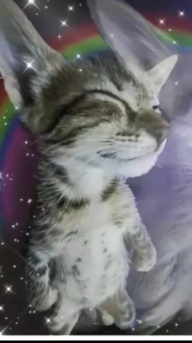 ai character: HH ☆ background