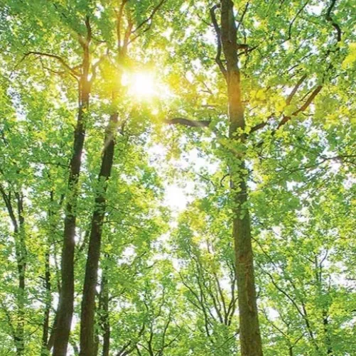 chat with ai character: Zombies 2