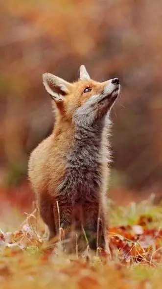 ai character: 🦊🏐Tsumune🍞📝 background