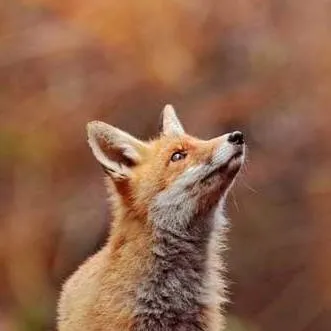 chat with ai character: 🦊🏐Tsumune🍞📝