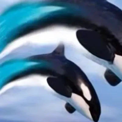 chat with ai character: SeaWorld Orcas.