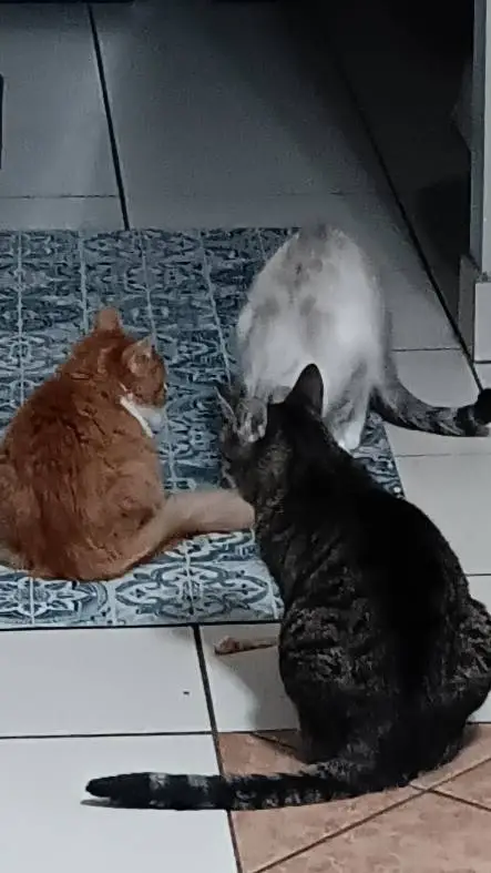 ai character: my cats background