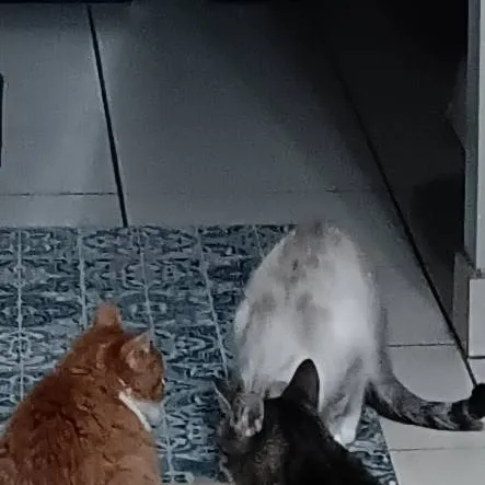 chat with ai character: my cats