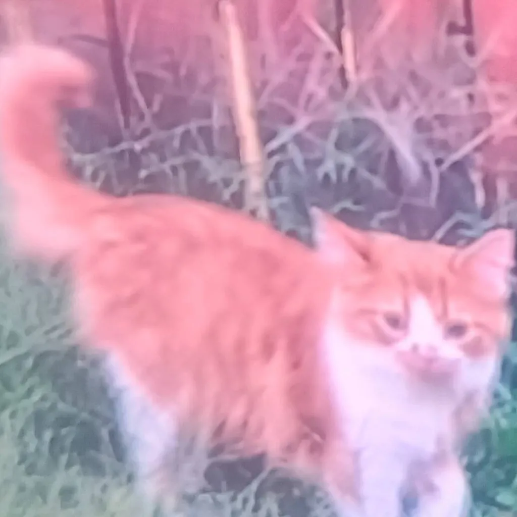 chat with ai character: sprunki camping 