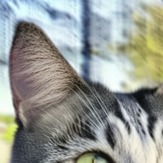 chat with ai character: Your cat. 