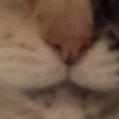 chat with ai character: Fossilcleaning