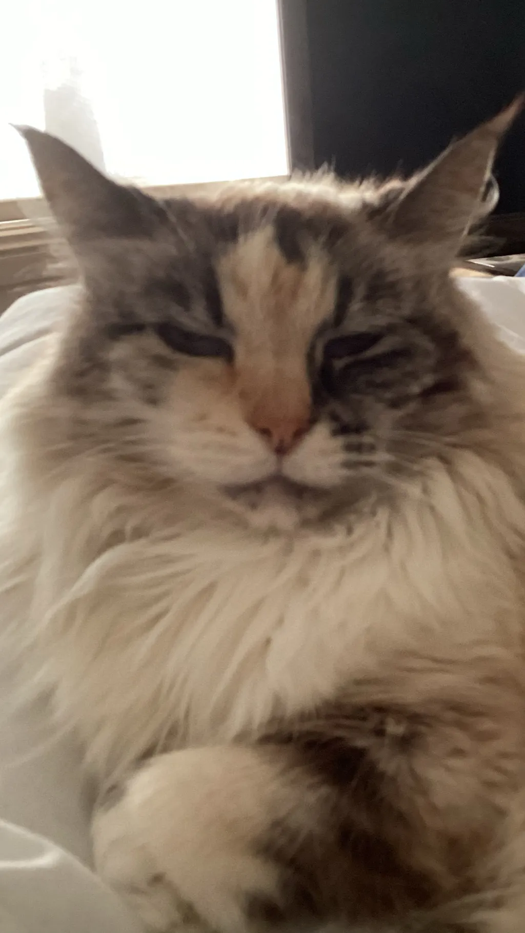 ai character: TM Opera o x doto background