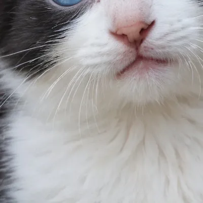 chat with ai character: Cute kittens<3