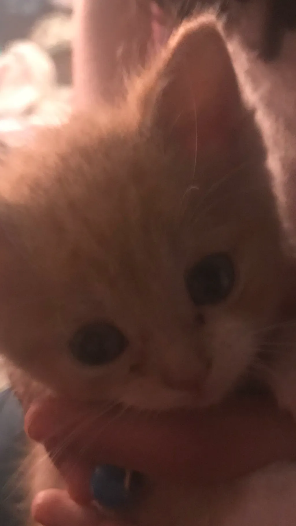 ai character: Fight little wolf background