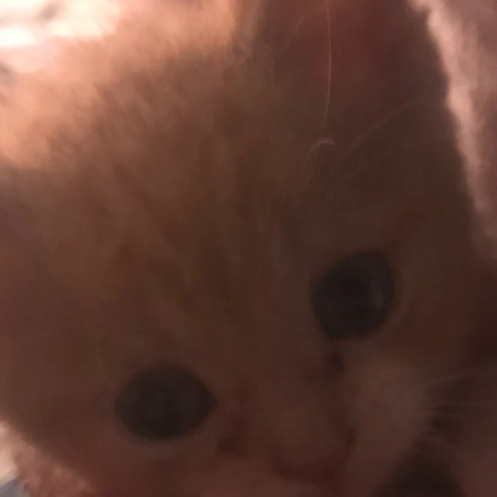 chat with ai character: Fight little wolf