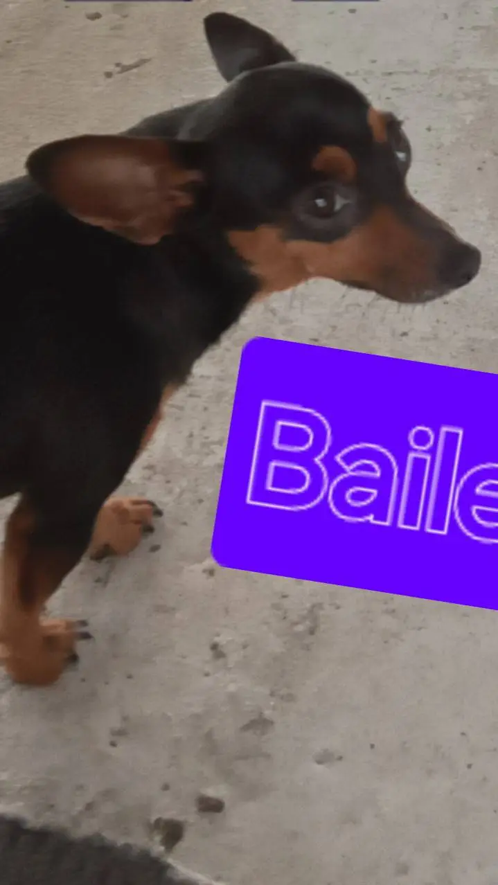 ai character: all animal school background