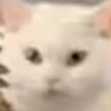 chat with ai character: pineapple  cat￼