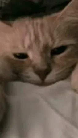 ai character: Cat background