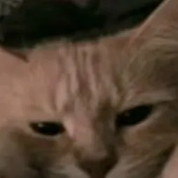 chat with ai character: Cat