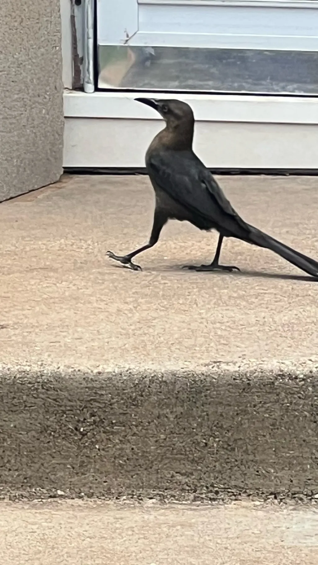 ai character: Bird background