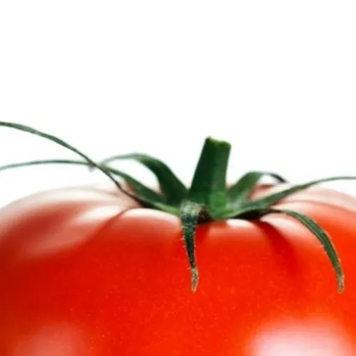 chat with ai character: Tomato tomato sini