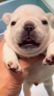 ai character: Pibble background