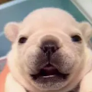 chat with ai character: Pibble