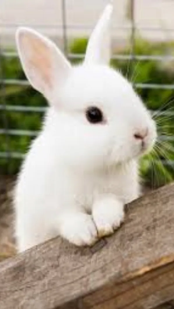 ai character: Bun show Spanish  background