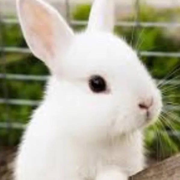 chat with ai character: Bun show Spanish 