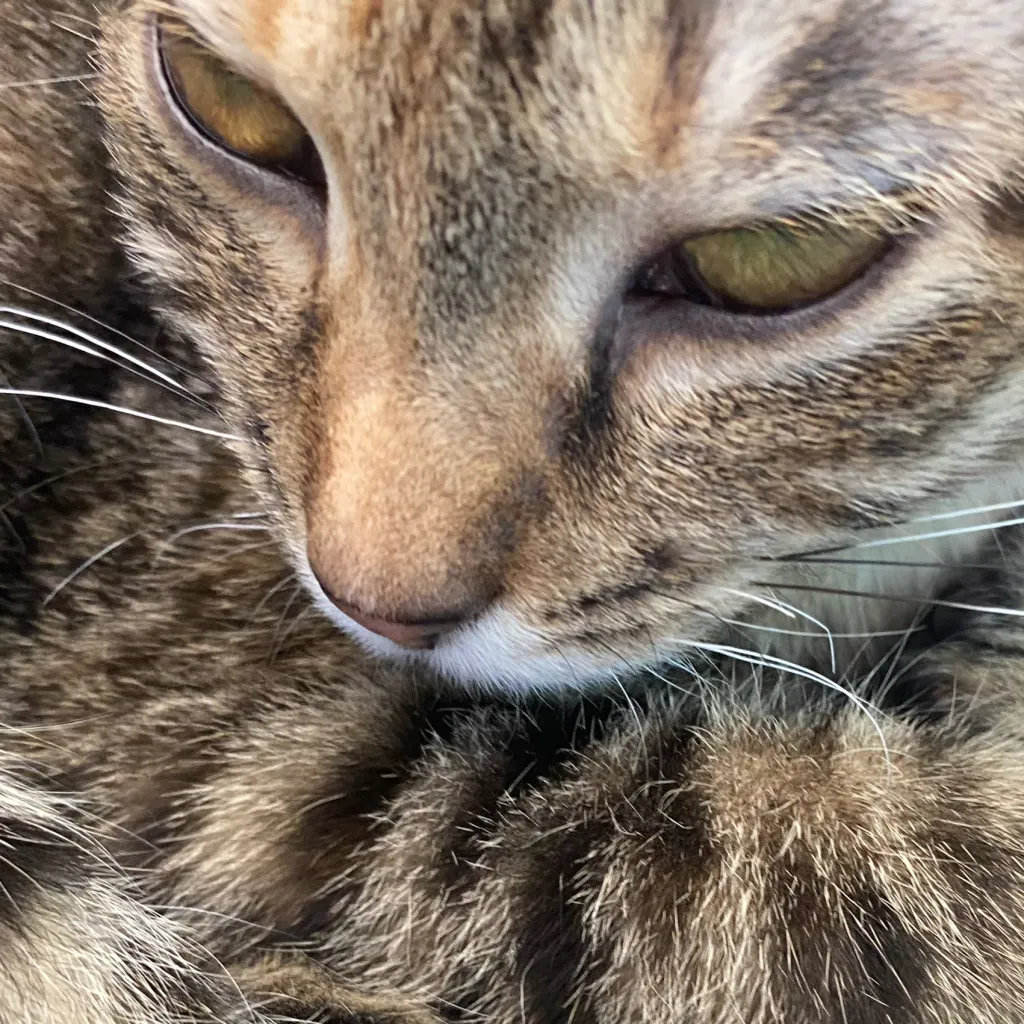 chat with ai character: Be nice to kitty 