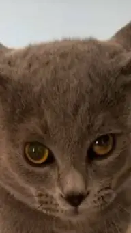 ai character: cat version 2 background