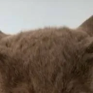 chat with ai character: cat version 2