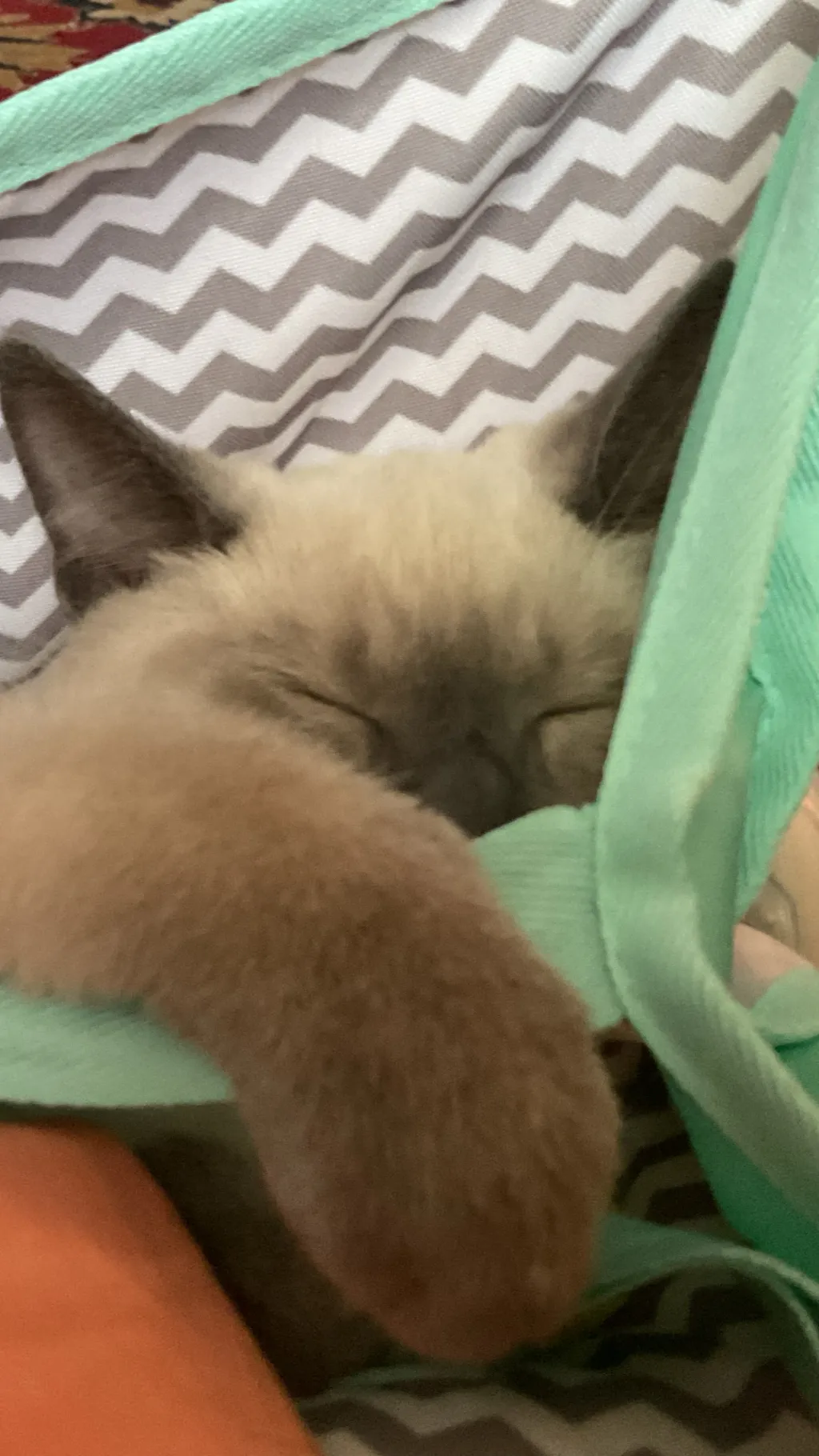 Talkie AI - Chat with Sleepy kitty