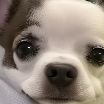 chat with ai character: Your baby dog