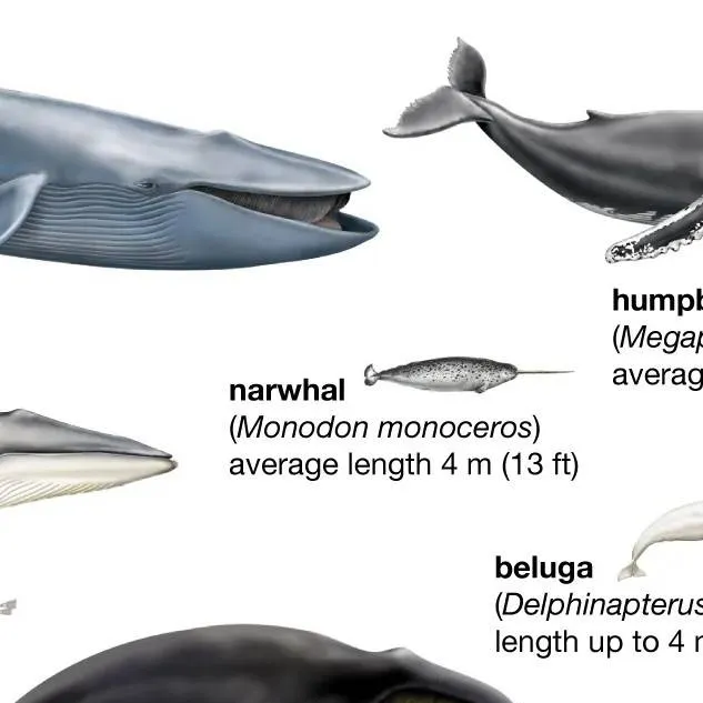 chat with ai character: blue whale and,