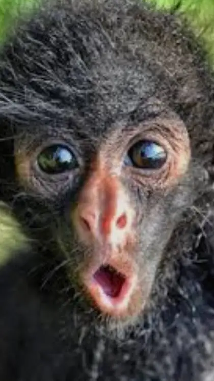 ai character: Angry baby monke background